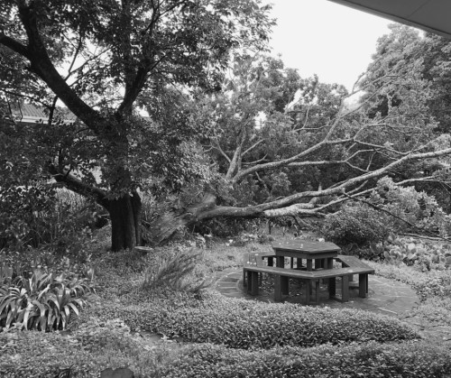 ladds tree fall