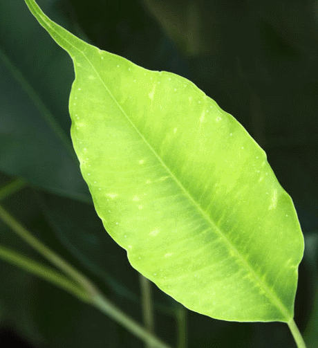 ewleaf