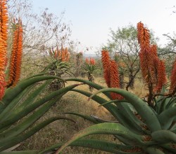 aloe festival hilton