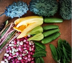 hilton produce exchange 250x220