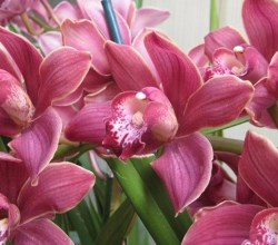 orchid show