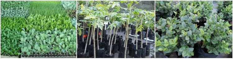 ronnocco nursery 750