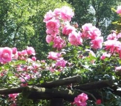 tanglewood nursery pruning