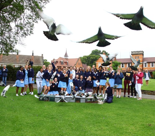 Pigeon Release 002