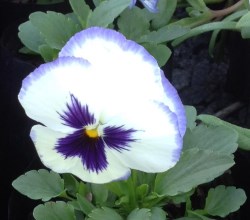 ronnoco nursery flower