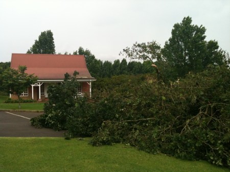 old oak down in storm