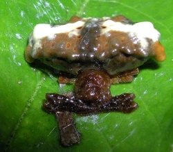 bird poo spider