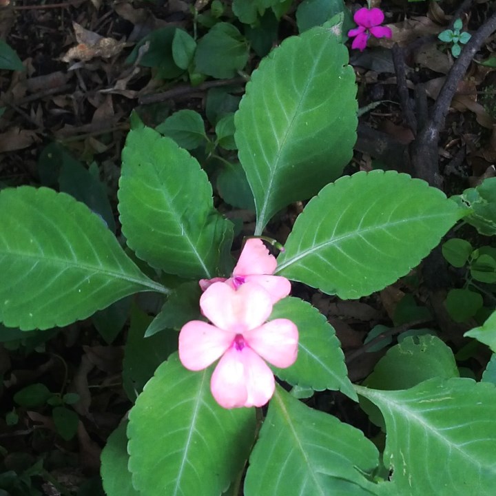 impatiens fb
