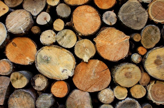 renen firewood copy copy