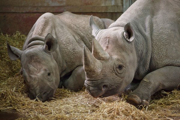 rhino