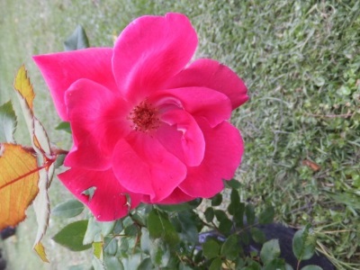tanglewood nursery