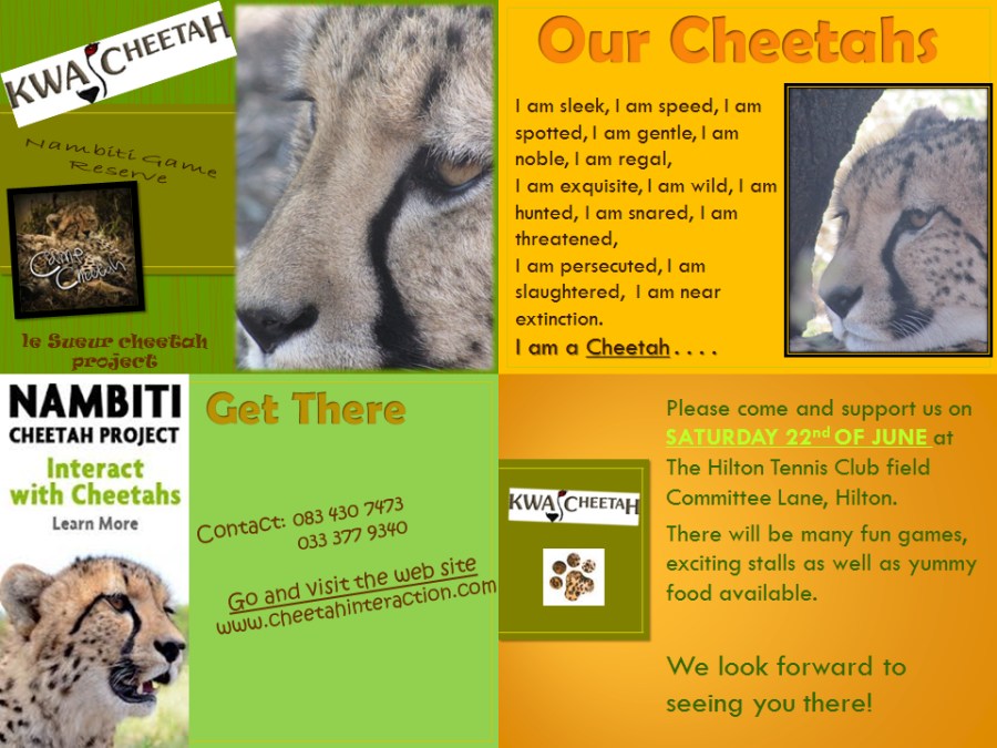 cheetahs