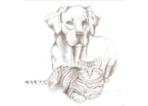 hilton vet hospital