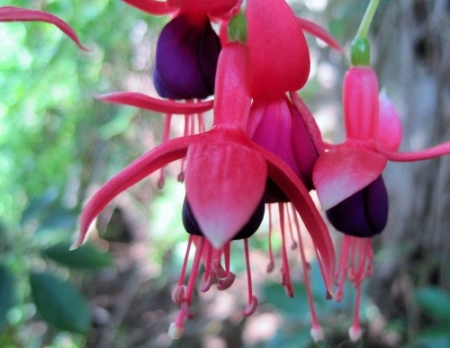 pruning fuchsia