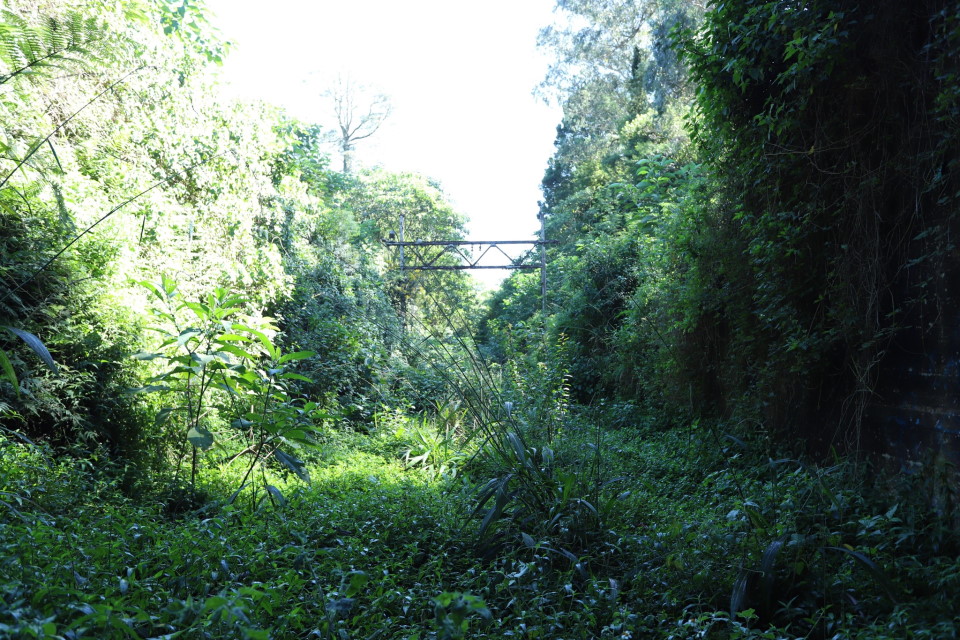 overgrown railroad in hilton kzn