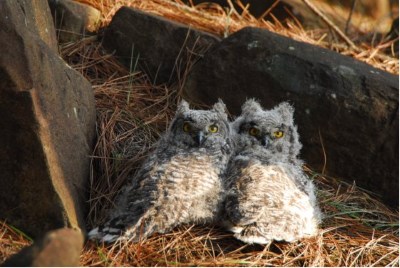 owlets