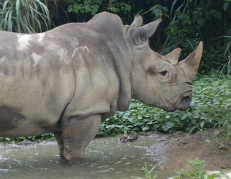 rhino