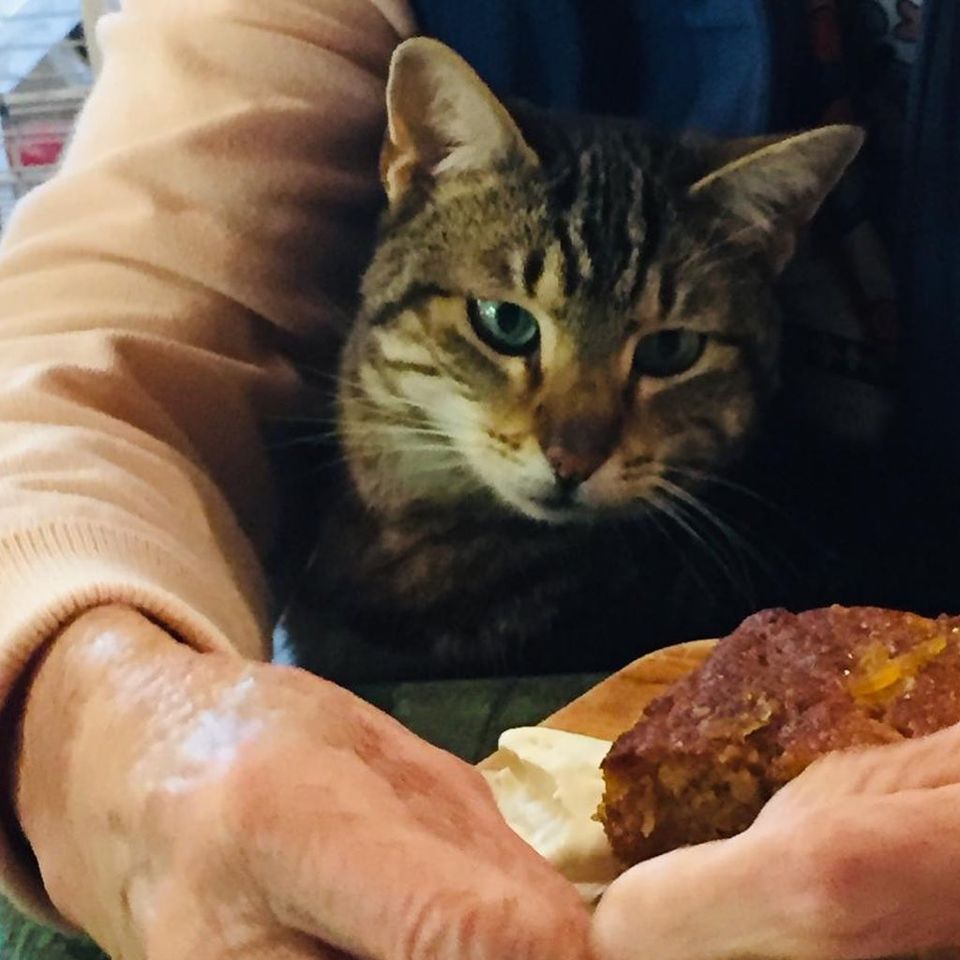 la popote cat