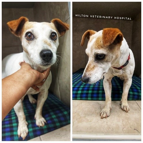 microchip hilton vet hospital