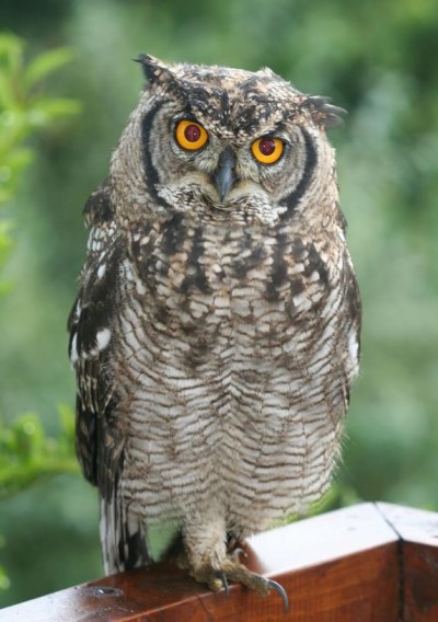 owl raptor