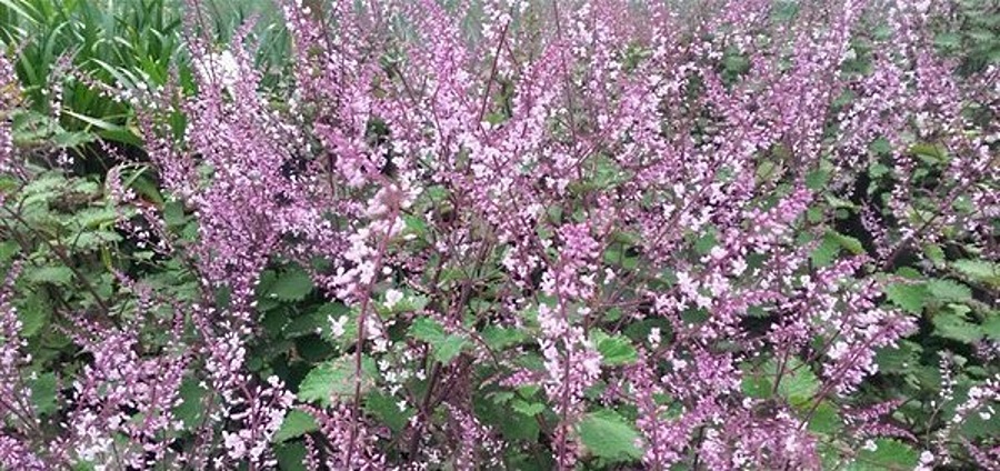 plectranthus