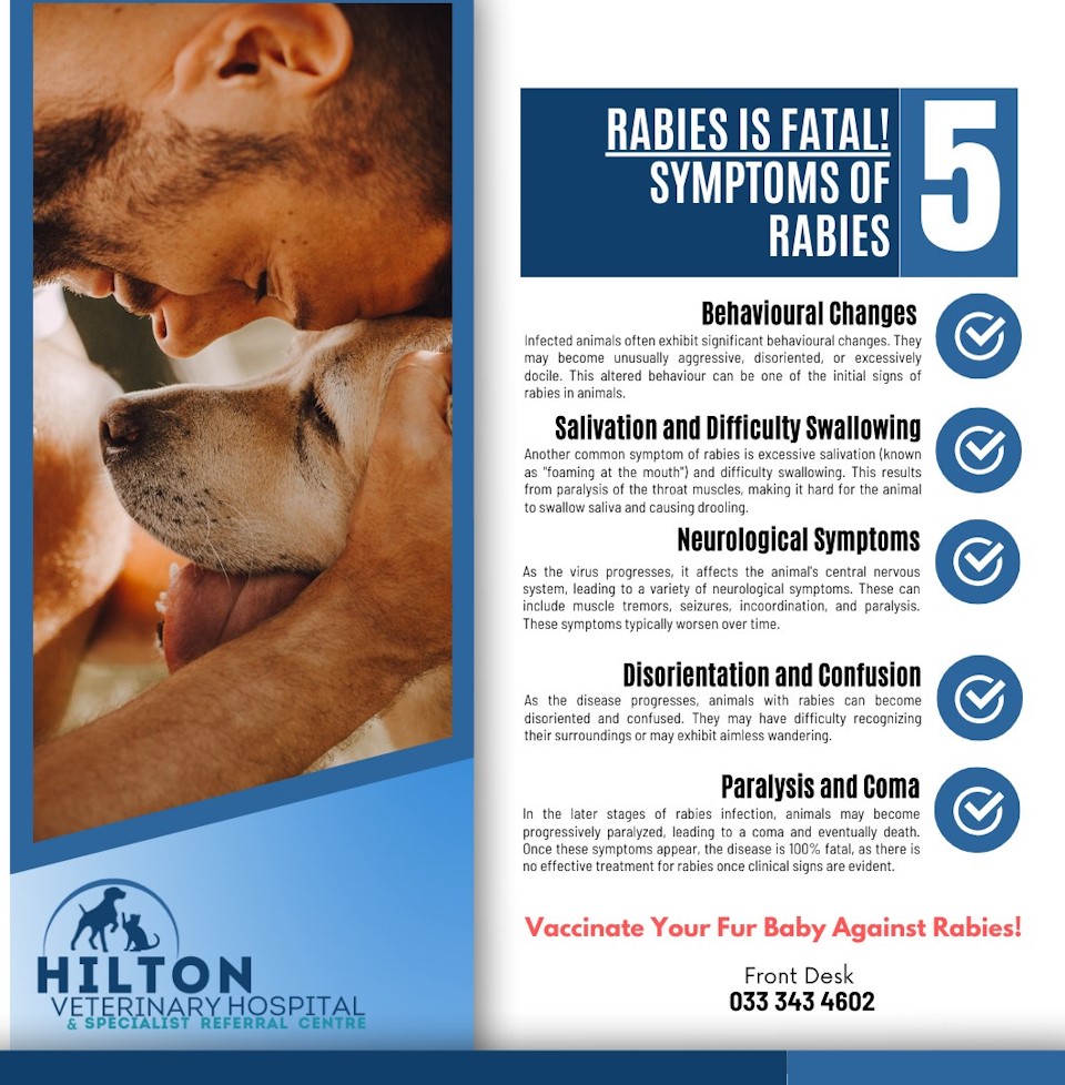 rabies is fatal hilton vet