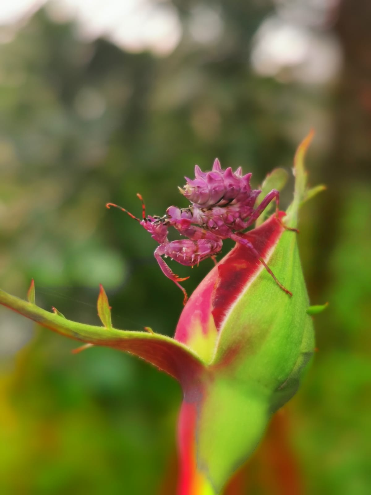 spiny flower
