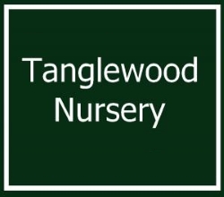 tanglewood n
