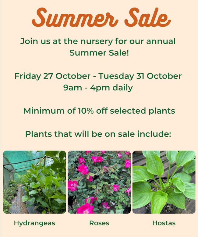 tanglewood summer sale