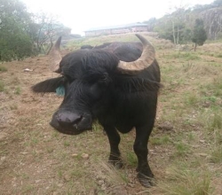 water buffalo